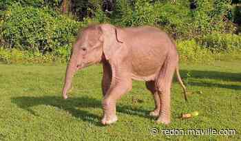 La Birmanie annonce la naissance d'un rare éléphant blanc - Maville.com