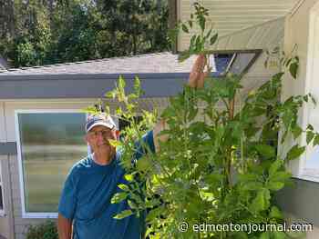Growing Things: Filipski's tomato tips