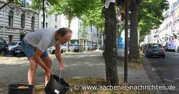 Trockenheit: Jeder Eimer Wasser hilft den Bäumen