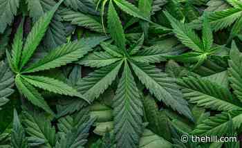 More menopausal women are using medical cannabis for symptoms - The Hill