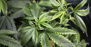 Medical marijuana in the Sunshine State: what employers doing business in Florida need to know - Reuters