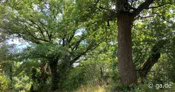Historische Bäume in Berkum: Warum 250 Jahre alte Eichen in Wachtberg nicht unter Schutz stehen - General-Anzeiger Bonn