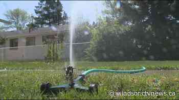 Town of Essex issues immediate outdoor water ban for Harrow and Colchester South - CTV News Windsor