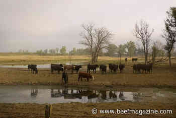 Match herd needs to anticipated forage supplies