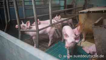 Agrar - Stuttgart - Weniger Rinder und Schweine im Südwesten geschlachtet - Wirtschaft - Süddeutsche Zeitung - SZ.de