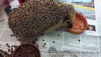 Igelklinik Hochdorf: Viele Kleintiere leiden in der Hitze    große Not