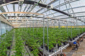 Kootenay Rockies Tourism and Selkirk College research cannabis tourism opportunities in the region - Castlegar News