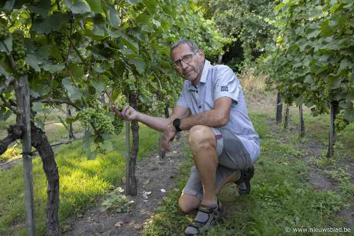 Verlooy Winery maakt wijn van eigen druiven en appels: “De Kempen zijn zeer geschikt als wijnstreek”