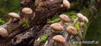 Die Heilkraft von Pilzen