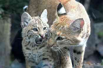 Luchs ist scharf auf einen Namen