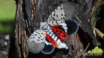'Step on them and smash them': What to know about invasion of spotted lanternfly