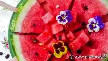 Cosa fare a Pisa e provincia nel weekend del 6 e 7 agosto 2022 - Blog - PisaToday