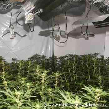 Newton Abbot cannabis factory pictures released by police | middevonadvertiser.co.uk - Mid-Devon Advertiser