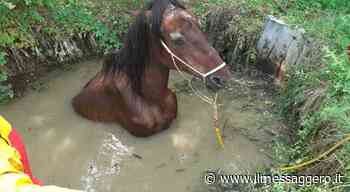Rieti, cavallo bloccato nella fanghiglia salvato dai vigili del fuoco - ilmessaggero.it