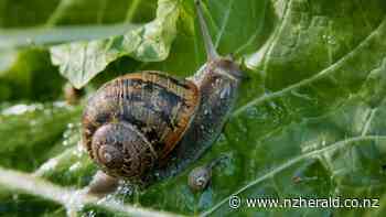 Vaughan Gunson: Could snail farming be NZ's next big thing? - Northern Advocate
