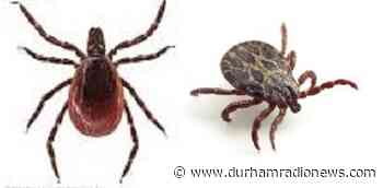 Durham Health Department not currently accepting tick submissions - durhamradionews.com