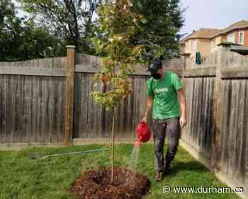 Durham Region battles climate change by welcoming Brock and Clarington into tree planting program - Region of Durham