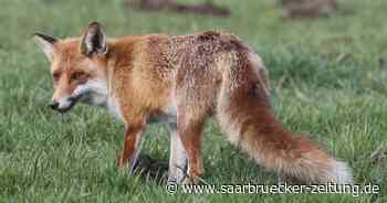 Fuchsgehege im Zoo Neunkirchen: Tierschützer zieht vor Verwaltungsgericht - Saarbrücker Zeitung