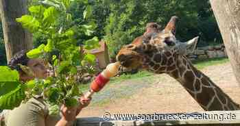 Schutz vor Hitze für die Tiere im Zoo Neunkirchen - Saarbrücker Zeitung