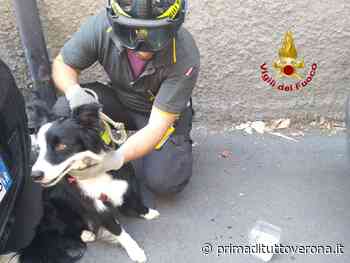 Verona, cane chiuso nell'auto al sole, passanti allertano i pompieri che lo salvano - Prima Verona