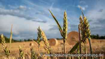 Özdemir ermöglicht Bauern über EU-Regeln mehr Weizenanbau