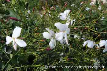 Grasse : le jasmin en fête et en fleur malgré son coup de chaud - France 3 Régions