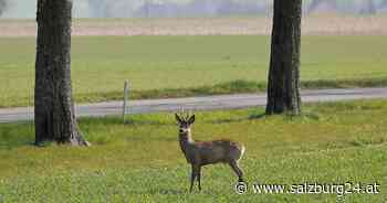 Feldkirchen bei Mattighofen: Braunauer bei Kollision mit Reh verletzt - SALZBURG24