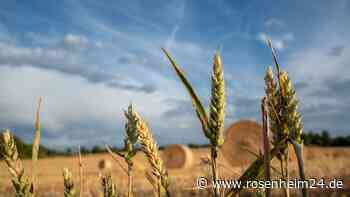 Özdemir ermöglicht Bauern über EU-Regeln mehr Weizenanbau