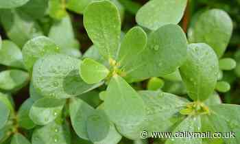 Purslane is a 'SUPER PLANT' that holds the key to drought-resistant crops, scientists claim