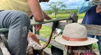 Prefeitura de Soledade inicia inseminação de bovinos para promover melhoramento genético - noticias.r7.com