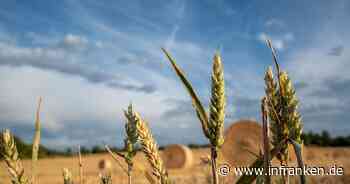 Özdemir ermöglicht Bauern über EU-Regeln mehr Weizenanbau