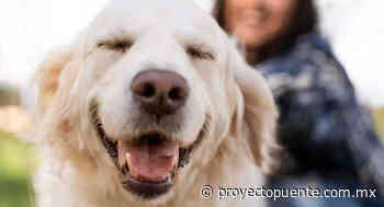 Imparten taller de protección animal a policías estatales y municipales en Hermosillo: Pata de perro - Proyecto Puente