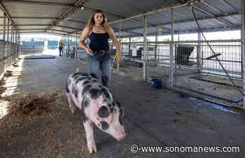 FFA students prepare animals for Sonoma County Fair - Sonoma Index-Tribune