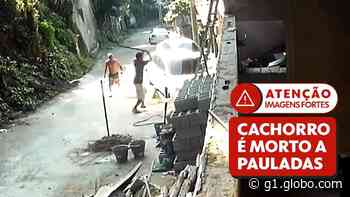 Vídeo flagra homem matando cachorro a pauladas em Mangaratiba, RJ - Globo