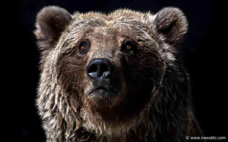 This On-Chain Indicator Suggests Bitcoin Still Only 1/3rd Into Bear Market