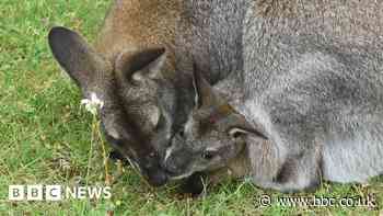 Dudley Zoo shows off baby wallaby Rupert - BBC