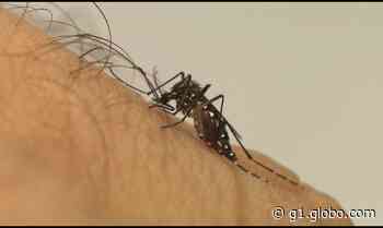 Aedes aegypti: Nova Serrana e Piumhi são as cidades com mais casos prováveis de dengue no Centro-Oeste Minas - Globo