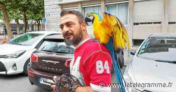 À Lorient, Coco le perroquet ne passe pas inaperçu ! - Le Télégramme