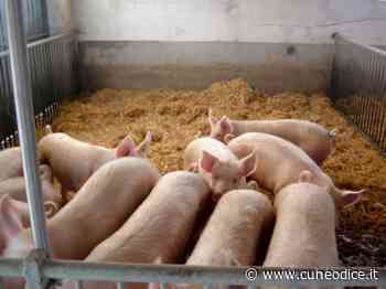 Suini, Coldiretti Cuneo: ˝SOS per costi e burocrazia˝ - Cuneodice.it