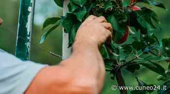 Coldiretti Cuneo "basta accuse infamanti, Saluzzese terra di imprenditori onesti" - Cuneo24