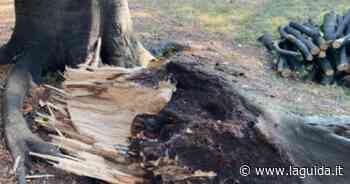 Controllo e abbattimento degli alberi per le vie di Cuneo - La Guida - LaGuida.it
