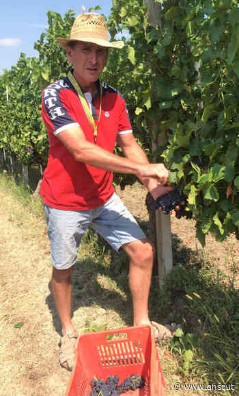 Siccità: Coldiretti Cuneo, vendemmia anticipa di 10 giorni - Vino - ANSA.it - Agenzia ANSA