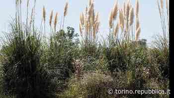 Quindicenni violentate in piscina a Cuneo, inchiesta in corso - La Repubblica