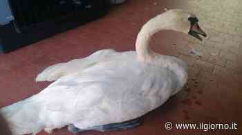 Cigno con un’ala ferita soccorso a Segrate: affidato al Cras di Vanzago - IL GIORNO