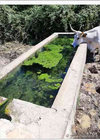 ANIMALI MORTI A PRATO CIPOLLOSO L'Università Agraria di Allumiere : «Sono già stati riempiti nove fontanili» - Civonline