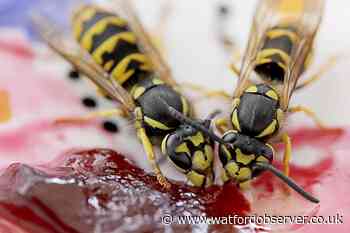 Why do wasps follow you? How to avoid being chased by wasps this summer