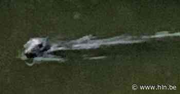 Zeehond gespot in Kanaal Eeklo, tientallen kilometers van Noordzee: “Blijf eraf en geniet vanop afstand” - Het Laatste Nieuws