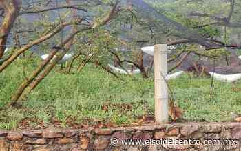 Granizadas dañan huertos de guayaba en Calvillo, Aguascalientes - El Sol del Centro