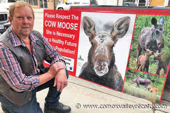 B.C. group applauds province for protecting cow moose in Omineca region - Comox Valley Record