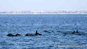 Delfini, nuovi avvistamenti nell'oasi marina di Tor Paterno: "Ci sono anche i cuccioli" - RomaToday